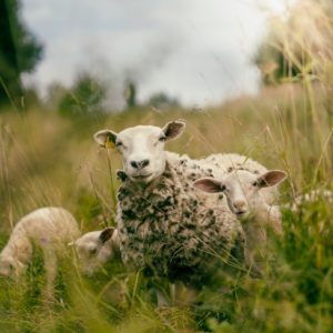 Brebis-heureuses PSAUME 23 DES BREBIS HEUREUSES