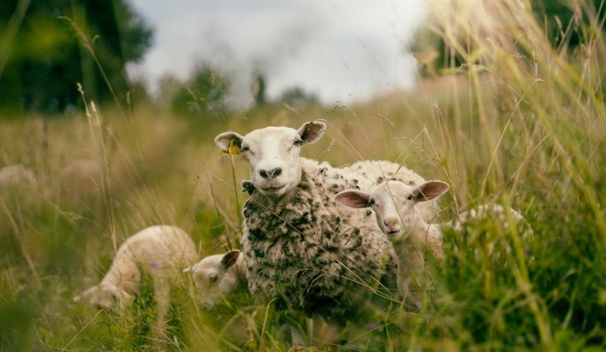 Brebis-heureuses PSAUME 23 DES BREBIS HEUREUSES